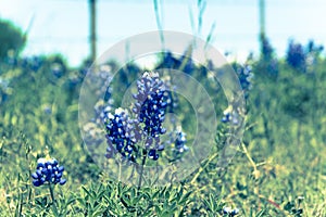 Filtered image Bluebonnet wildflower blooming with farm barbed wire fence in Texas, America