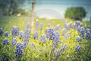 Filtered image Bluebonnet wildflower blooming with farm barbed wire fence in Texas, America