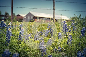 Filtered image colorful Bluebonnet blossom at farm in North Texas, America