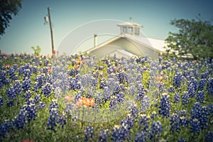 Filtered image colorful Bluebonnet blossom at farm in North Texas, America