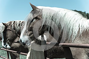 Filtered image rear view of lady taking photo with Holland draft horse at local farm in Texas