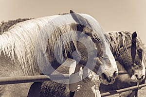 Filtered image rear view of lady taking photo with Holland draft horse at local farm in Texas