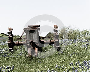 Filtered image rural scene in Texas with old tractor and Bluebonnet blossom in springtime