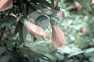 Filtered image shallow DOF red hibiscus flower and buds in Vietnamese garden fence