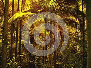 Filtered light through palm leaves in sub tropical rain forest.