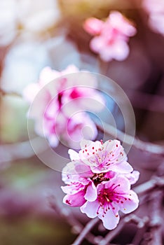 Filtered photo of blooming peach tree