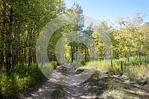 Filtered sunlight on Medano Pass primitive road through fall aspen trees in the Sangre De Cristo range of the Rocky Mountains in