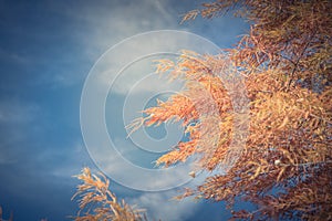 Filtered tone Bald Cypress tree with autumn leaves and round con