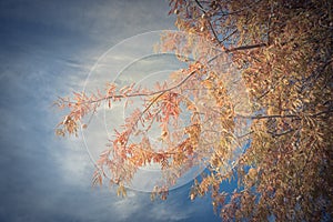 Filtered tone Bald Cypress tree with autumn leaves and round con