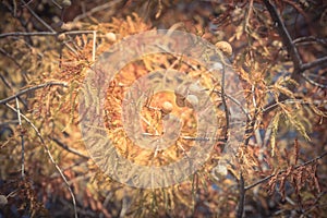 Filtered tone close-up Bald Cypress tree autumn leaves with round cones in Texas, America