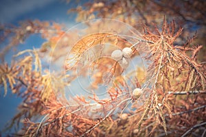 Filtered tone close-up Bald Cypress tree autumn leaves with round cones in Texas, America