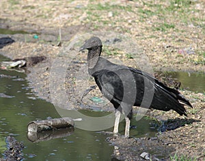Filthy water and a black vulture