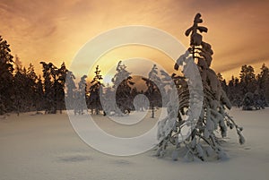 Filtred tree in wintery landscape photo