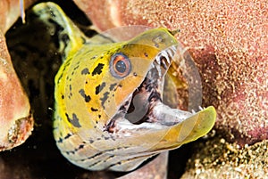 Fimbriated moray eel in Ambon, Maluku, Indonesia underwater photo