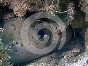 Fimbriated Moray Eel Gymnothorax fimbriatus