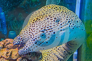 Fimbriated moray eel Gymnothorax fimbriatus on coral reef in Andaman sea Thailand. Detail of yellow-head moray in the