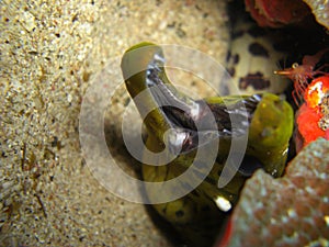 Fimbriated Moray Eel (Gymnothorax Fimbriatus) in the filipino sea 15.11.2012