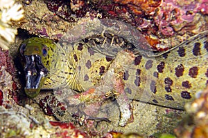 Fimbriated Moray Eel (Gymnothorax Fimbriatus) in the filipino sea 2.1.2012
