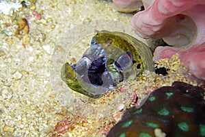 Fimbriated Moray Eel (Gymnothorax Fimbriatus) in the filipino sea 23.10.2011