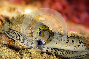 Fimbriated Moray Eel (Gymnothorax Fimbriatus) in the filipino sea December 25, 2011