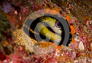 Fimbriated moray eel hiding