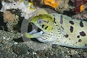 Fimbriated Moray Gymnothorax fimbriatus