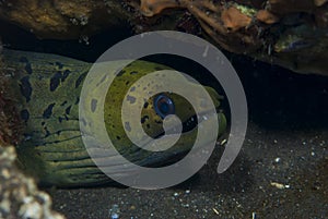 Fimbriated Moray Gymnothorax fimbriatus