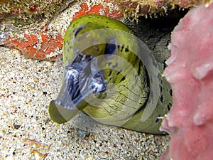 Fimbriated Moray (Gymnothorax Fimbriatus) in the filipino sea 14.11.2016