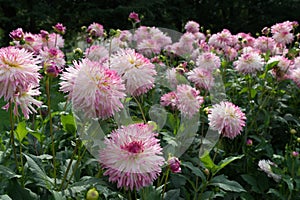 Fimbriated white to pink dahlia blossoms outdoor