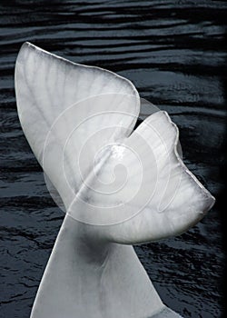 Fin of a Beluga whale