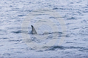 Fin of female Killer whale Norway