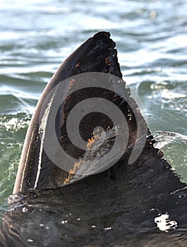 Fin of a Great White Shark (Carcharodon carcharias)