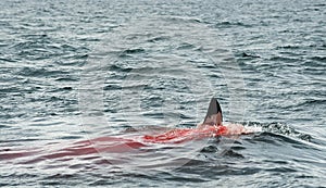 Fin of a Great white shark (Carcharodon carcharias)in the blood.