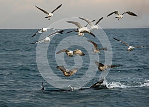 Fin of a Great white shark and Seagulls