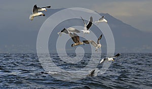 Fin of a Great white shark and Seagulls