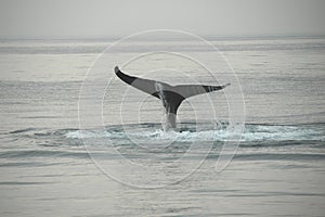 Fin of a humpback whale