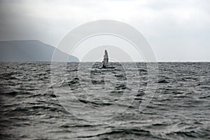 Fin of a humpback whale in Machalilla National Park