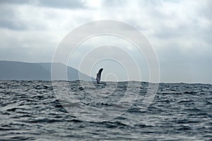 Fin of a humpback whale in Machalilla National Park