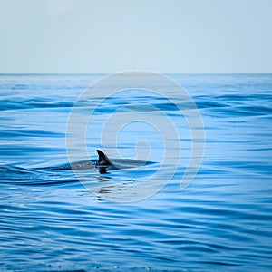 Fin of a shark