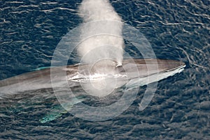 Fin Whale photo