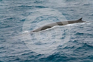 Fin whale back or finback whale swimming in  in clear water of South Atlantic Ocean, Antarctica at dawn.