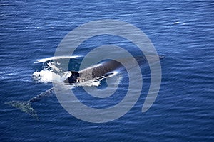 Fin Whale - Balaenoptera physalus - Antarctica