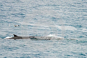 Fin whale, (Balaenoptera physalus) off the waters of the Antarctic Peninsula