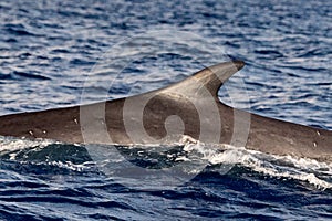 Fin Whale endangered specie rare to see