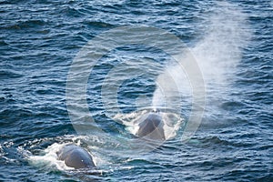 Fin whale, finback whale, common rorqual, herring whale, rarzore back whale, blowing out of blowholes photo