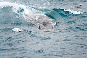 Fin whale or finback whale showing blowhole with braking wave in clear water of South Atlantic Ocean, Antarctica at dawn.