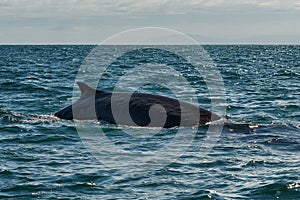 Fin whale off Newport Coast in Orange County, California