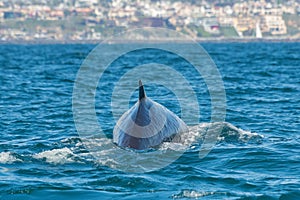 Fin whale off Newport Coast in Orange County, California photo