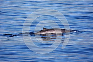 Fin Whale Surfacing