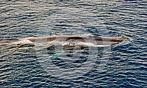 Fin Whale Surfacing